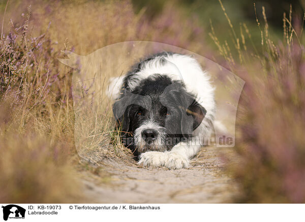 Labradoodle / Labradoodle / KB-19073