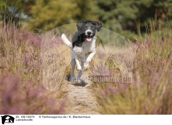 Labradoodle / Labradoodle / KB-19074