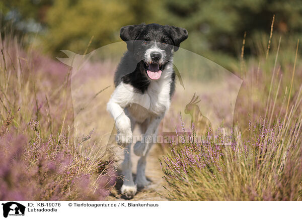 Labradoodle / Labradoodle / KB-19076