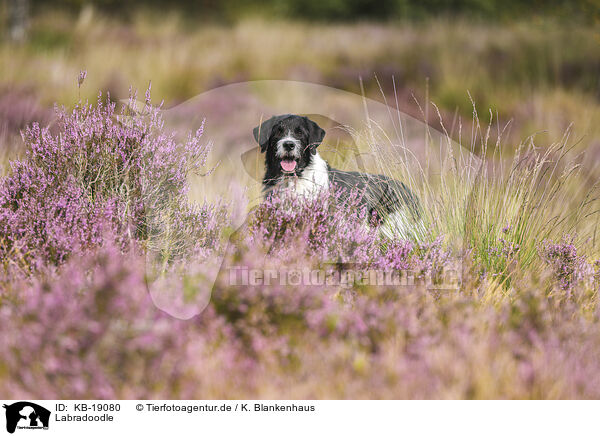 Labradoodle / Labradoodle / KB-19080