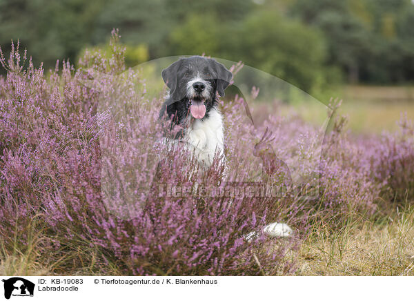 Labradoodle / Labradoodle / KB-19083