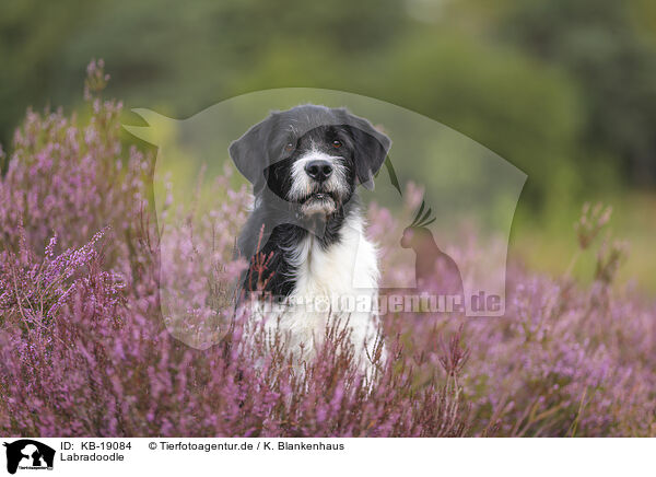Labradoodle / Labradoodle / KB-19084