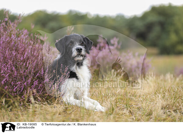 Labradoodle / Labradoodle / KB-19085