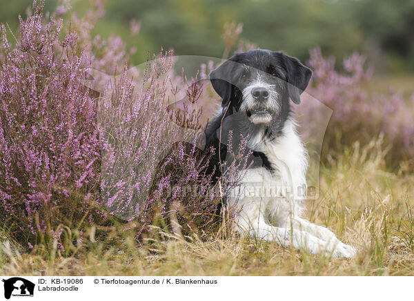 Labradoodle / Labradoodle / KB-19086