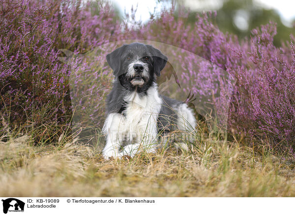 Labradoodle / Labradoodle / KB-19089