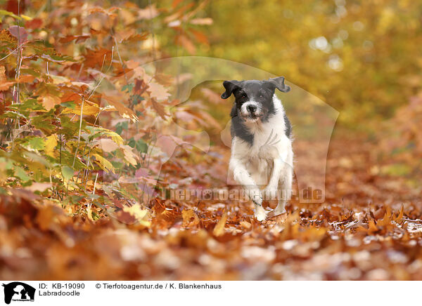 Labradoodle / Labradoodle / KB-19090