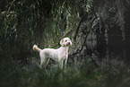 Labradoodle