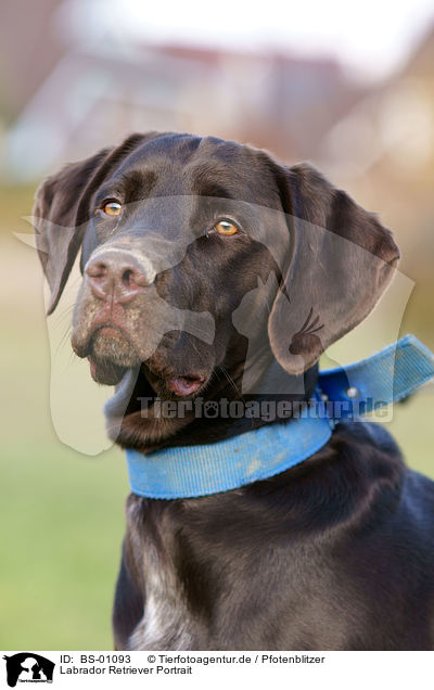 Labrador Retriever Portrait / Labrador Retriever Portrait / BS-01093