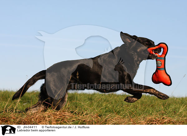 Labrador beim apportieren / retrieving Labrador / JH-04411