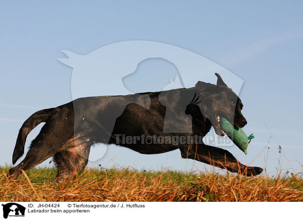 Labrador beim apportieren / retrieving Labrador / JH-04424