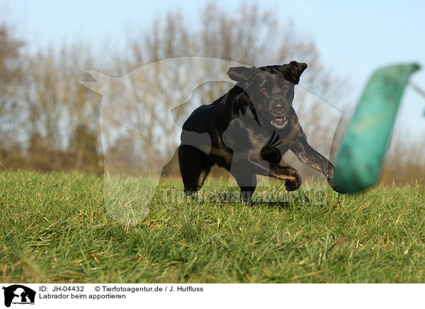 Labrador beim apportieren / retrieving Labrador / JH-04432