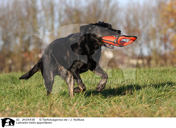 Labrador beim apportieren / retrieving Labrador / JH-04438