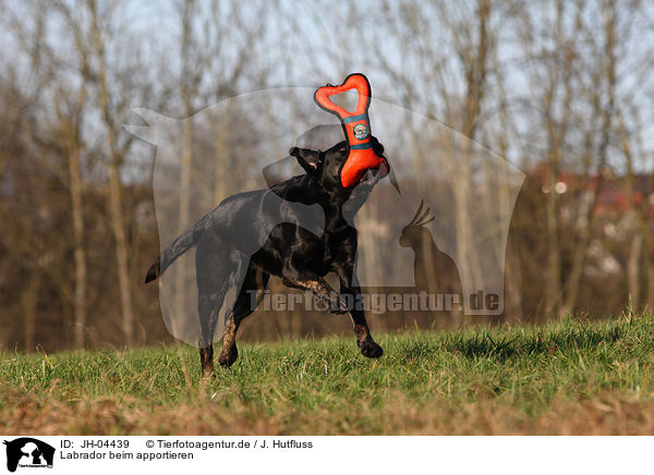 Labrador beim apportieren / retrieving Labrador / JH-04439