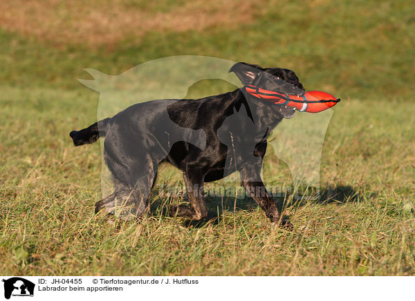 Labrador beim apportieren / retrieving Labrador / JH-04455