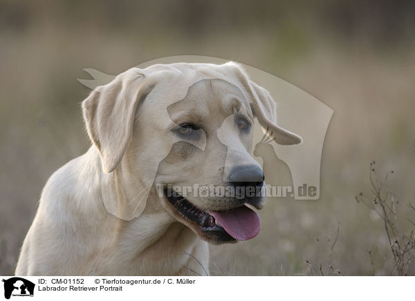Labrador Retriever Portrait / Labrador Retriever Portrait / CM-01152