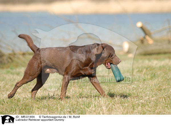 Labrador Retriever apportiert Dummy / Labrador Retriever retrieves Dummy / MR-01464