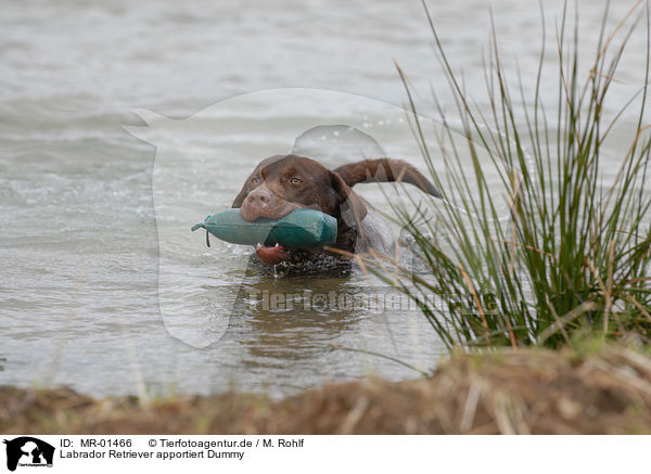 Labrador Retriever apportiert Dummy / Labrador Retriever retrieves Dummy / MR-01466