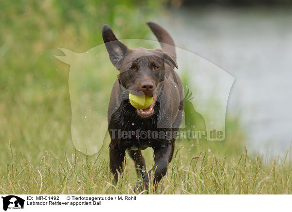 Labrador Retriever apportiert Ball / Labrador Retriever fetches Ball / MR-01492