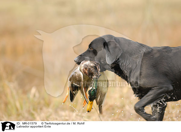 Labrador apportiert Ente / Labrador retrieves duck / MR-01579