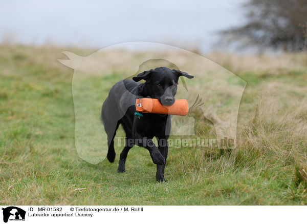 Labrador apportiert Dummy / Labrador retrieves Dummy / MR-01582