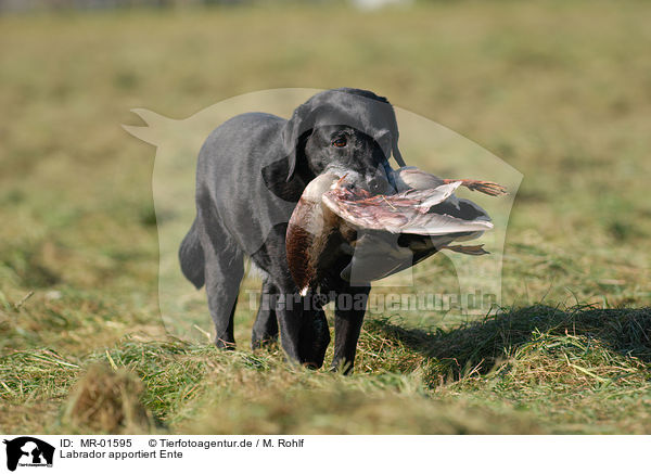 Labrador apportiert Ente / Labrador retrieves duck / MR-01595