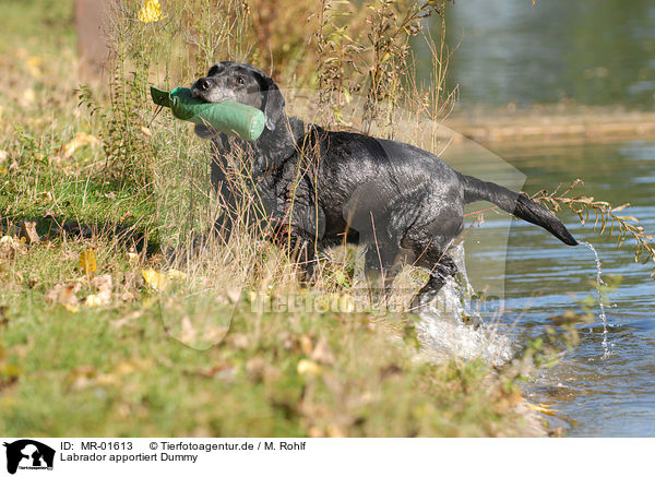 Labrador apportiert Dummy / Labrador retrieves Dummy / MR-01613