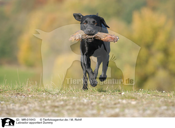 Labrador apportiert Dummy / Labrador retrieves Dummy / MR-01643
