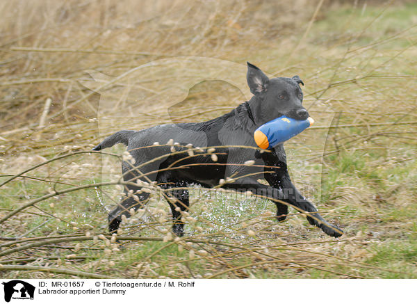Labrador apportiert Dummy / Labrador retrieves Dummy / MR-01657
