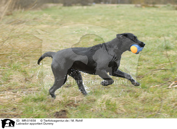 Labrador apportiert Dummy / Labrador retrieves Dummy / MR-01658