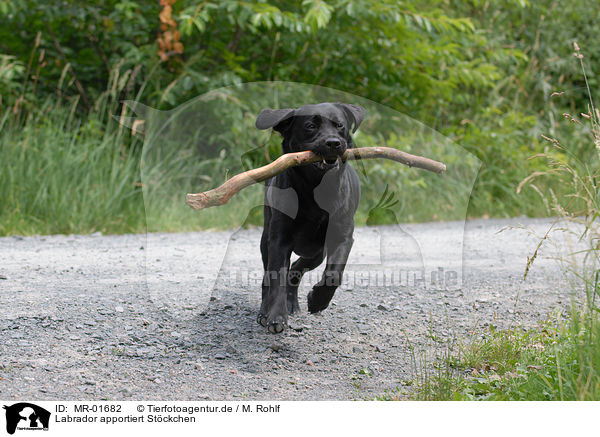 Labrador apportiert St�ckchen / Labrador retrieves wooden / MR-01682