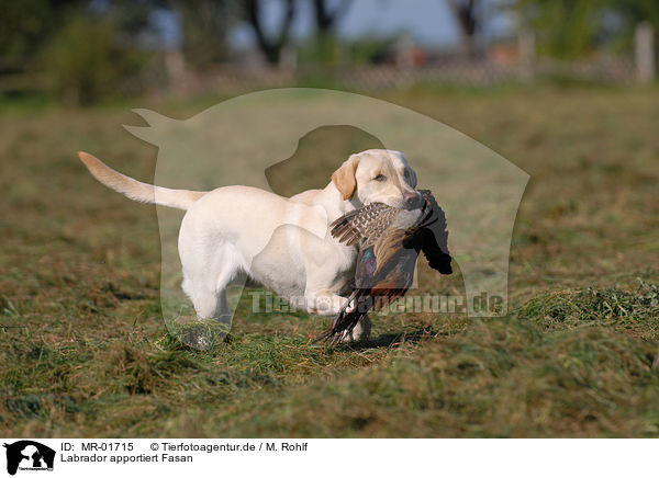 Labrador apportiert Fasan / Labrador retrieves pheasant / MR-01715