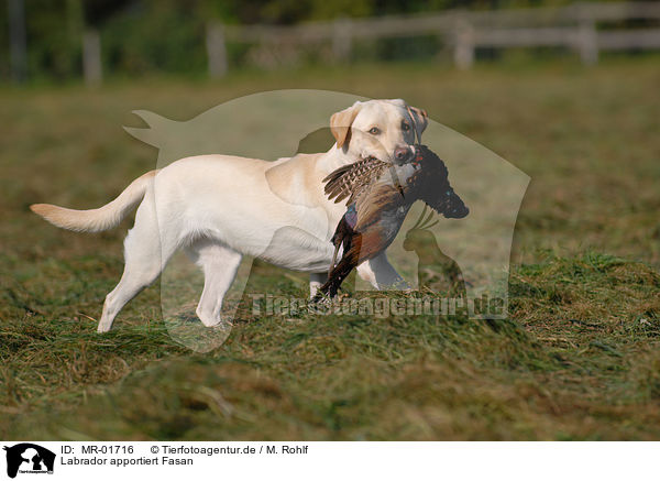 Labrador apportiert Fasan / Labrador retrieves pheasant / MR-01716