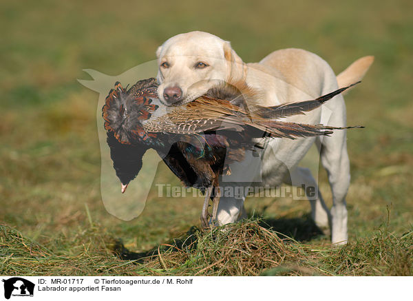 Labrador apportiert Fasan / Labrador retrieves pheasant / MR-01717
