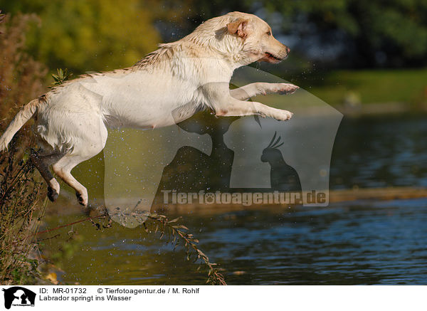 Labrador springt ins Wasser / Labrador jump in water / MR-01732