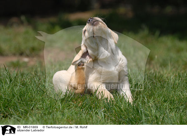 sitzender Labrador / sitting Labrador / MR-01869