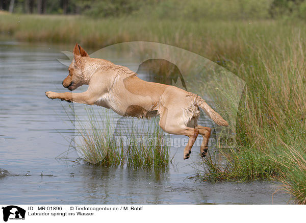 Labrador springt ins Wasser / Labrador jump in water / MR-01896