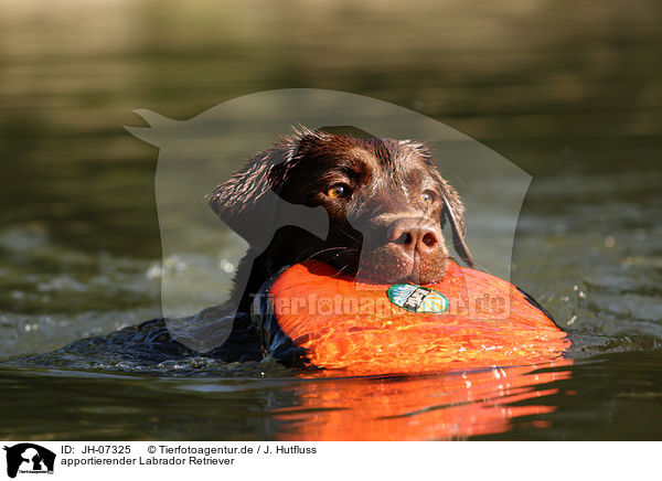apportierender Labrador Retriever / apporting Labrador Retriever / JH-07325