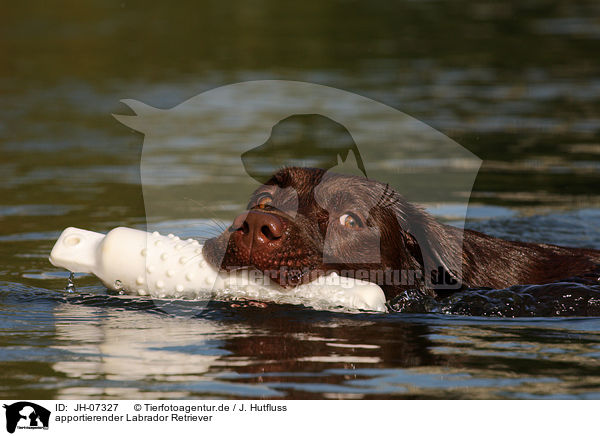 apportierender Labrador Retriever / apporting Labrador Retriever / JH-07327