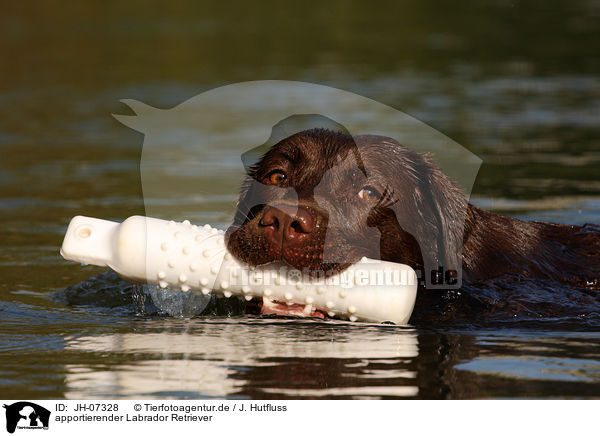 apportierender Labrador Retriever / apporting Labrador Retriever / JH-07328
