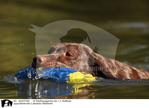 apportierender Labrador Retriever / apporting Labrador Retriever / JH-07332