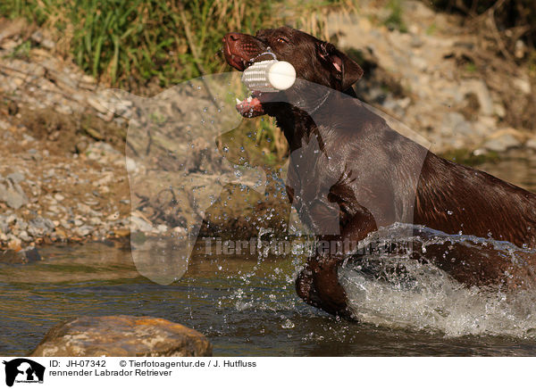 rennender Labrador Retriever / running Labrador Retriever / JH-07342