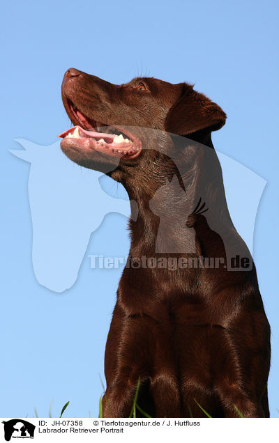 Labrador Retriever Portrait / Labrador Retriever Portrait / JH-07358