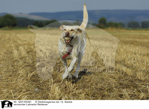 rennender Labrador Retriever / running labrador retriever / SST-05381