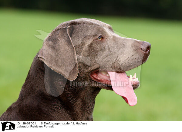Labrador Retriever Portrait / Labrador Retriever Portrait / JH-07561