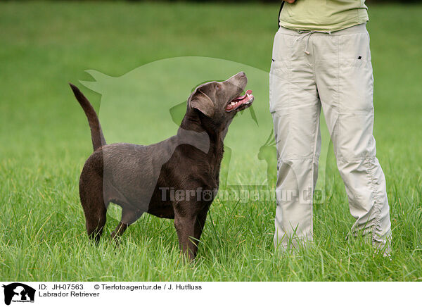 Labrador Retriever / Labrador Retriever / JH-07563