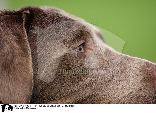 Labrador Retriever / Labrador Retriever / JH-07568