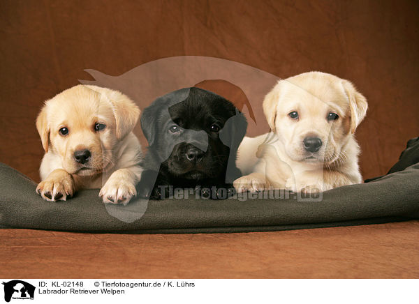 Labrador Retriever Welpen / Labrador Retriever Puppies / KL-02148