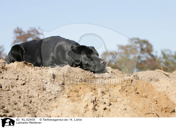 Labrador Retriever / Labrador Retriever / KL-02405