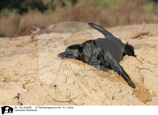 Labrador Retriever / Labrador Retriever / KL-02408
