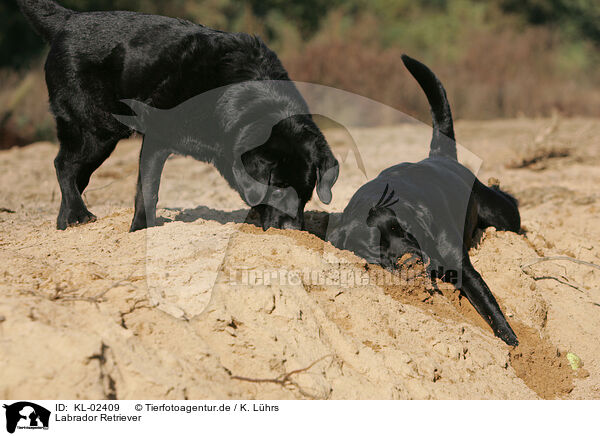 Labrador Retriever / Labrador Retrievers / KL-02409